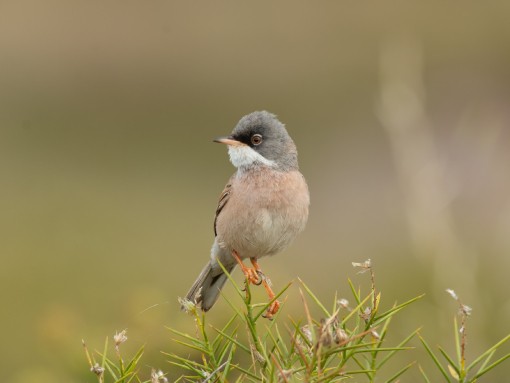 WORKSHOP “AVES DA PRIMAVERA”, com Sónia Cruz e José Godinho