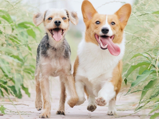 Campanha de vacinação e identificação eletrónica de cães nas freguesias