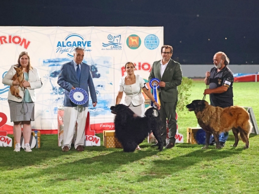 Exposições Caninas do Algarve em Lagos