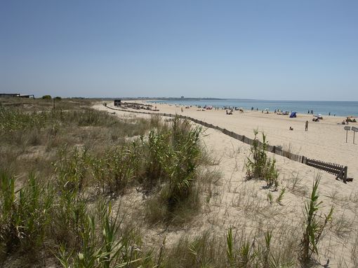 Cordão dunar da Meia Praia vai ser reabilitado