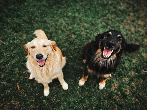 Campanha de vacinação e identificação eletrónica de cães nas freguesias